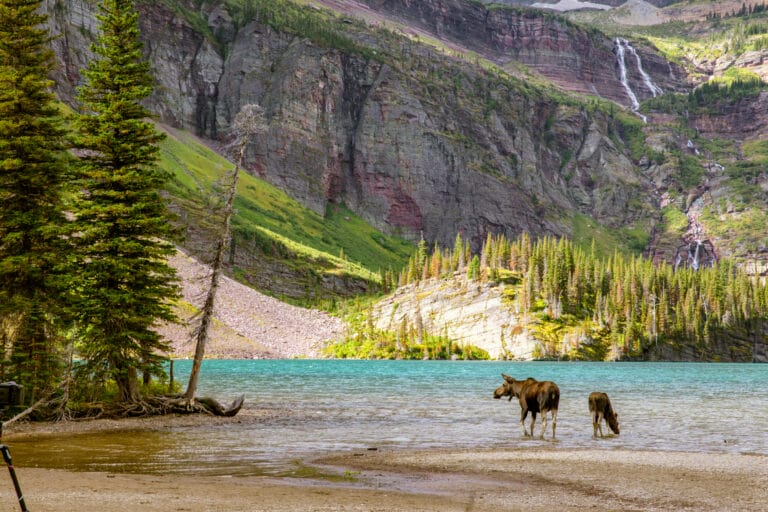 A momma and baby moose in Glacier National Park.
