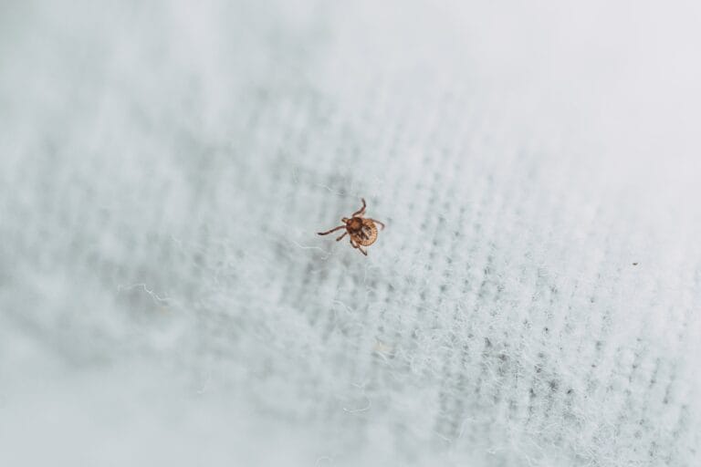 Ticks