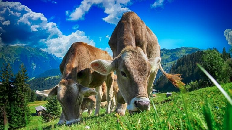 Is Leather Sustainable? Why Synthetics are a More Responsible Alternative