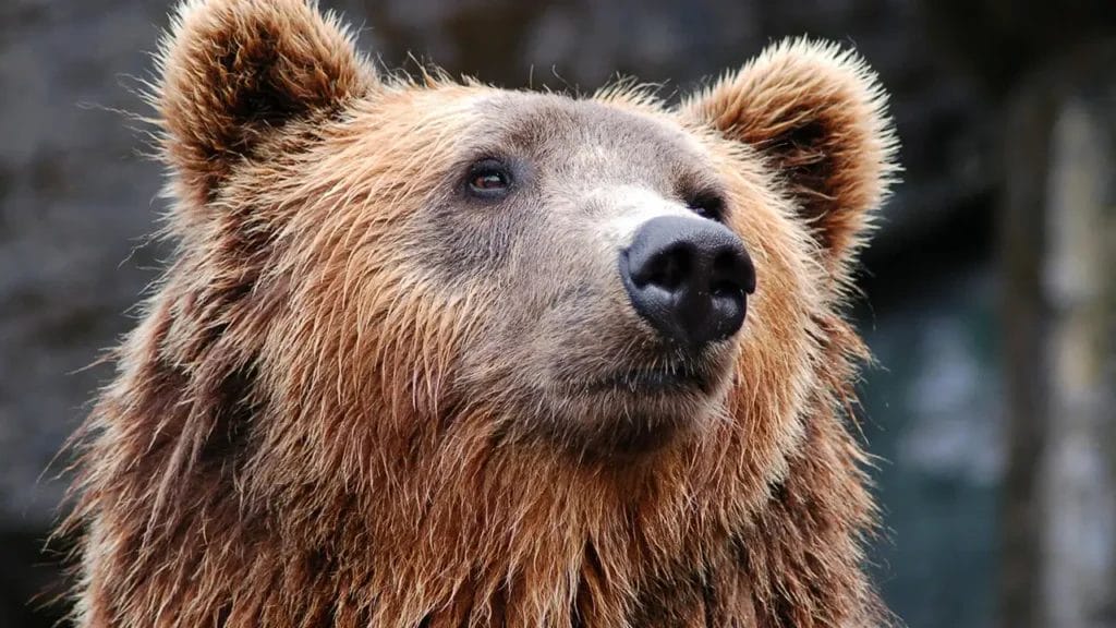 Grizzly Bear